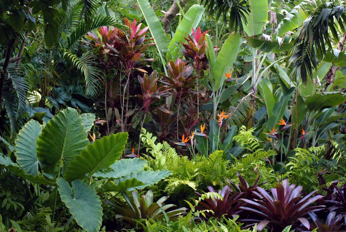 Layers of Tropical Green