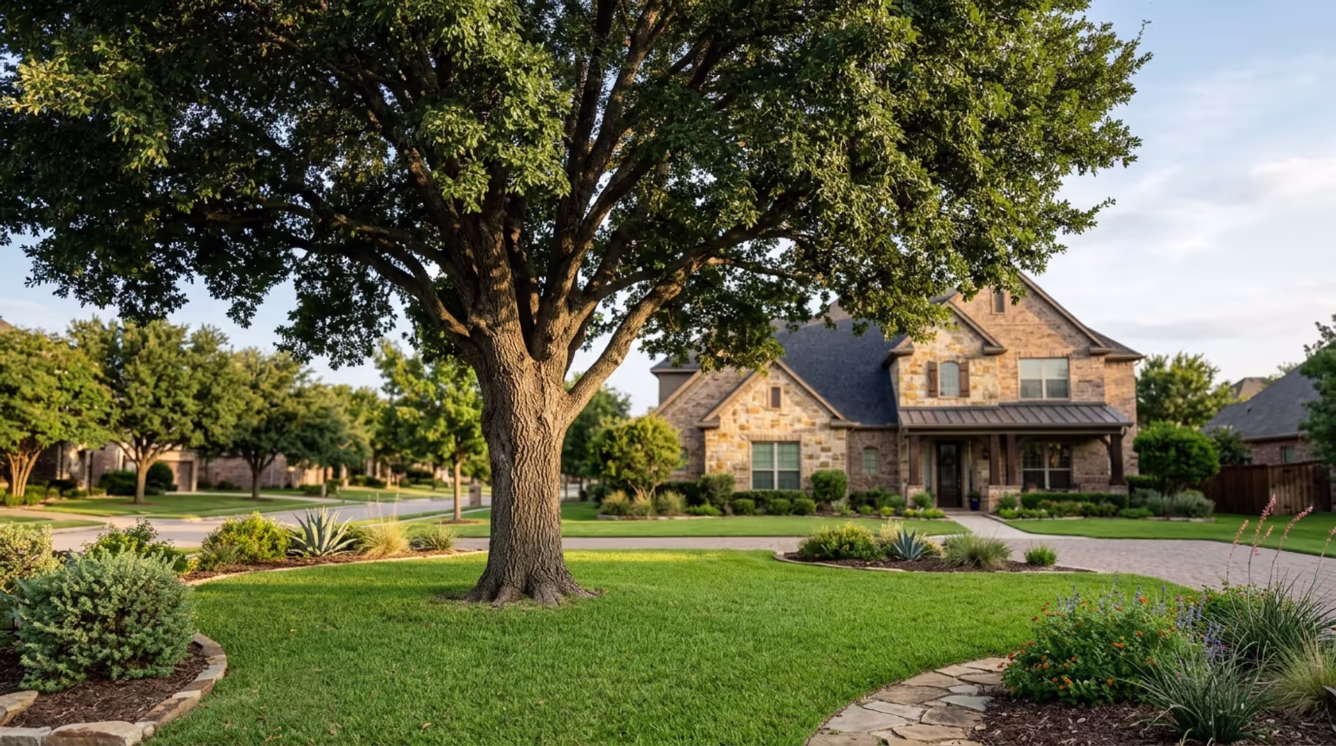A Tough Native Shade Tree