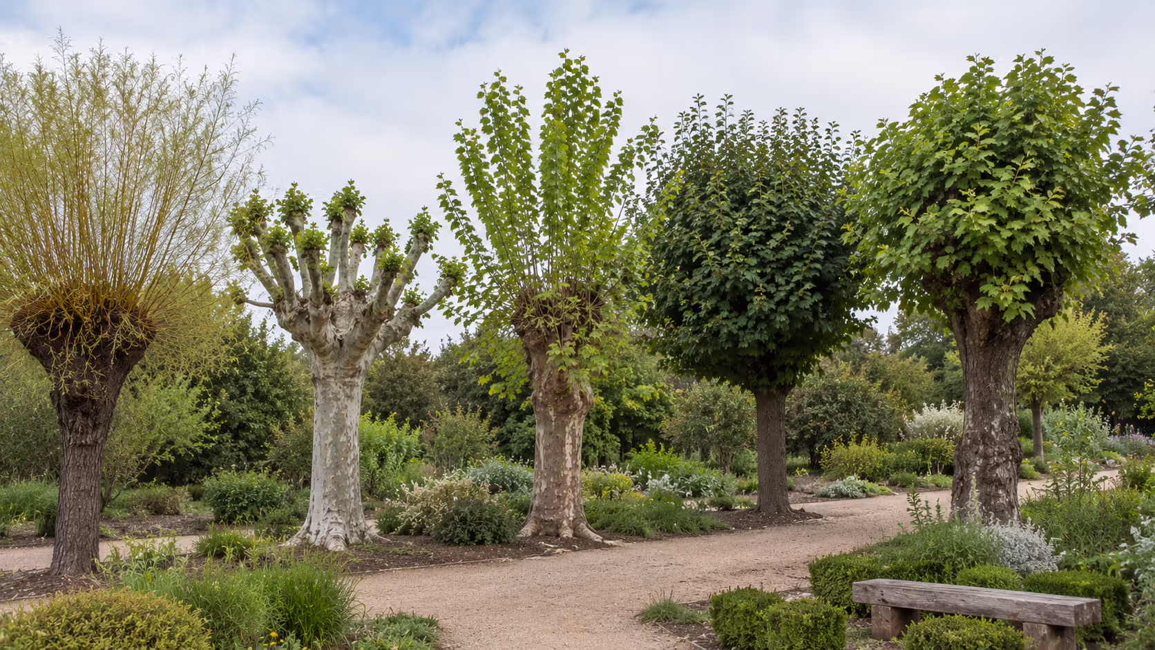 Best Trees for Pollarding