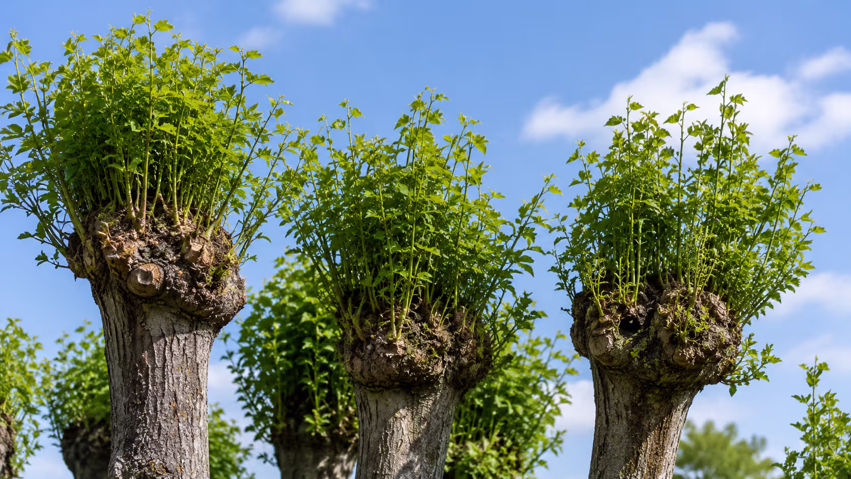 Rapid Regrowth Every Season