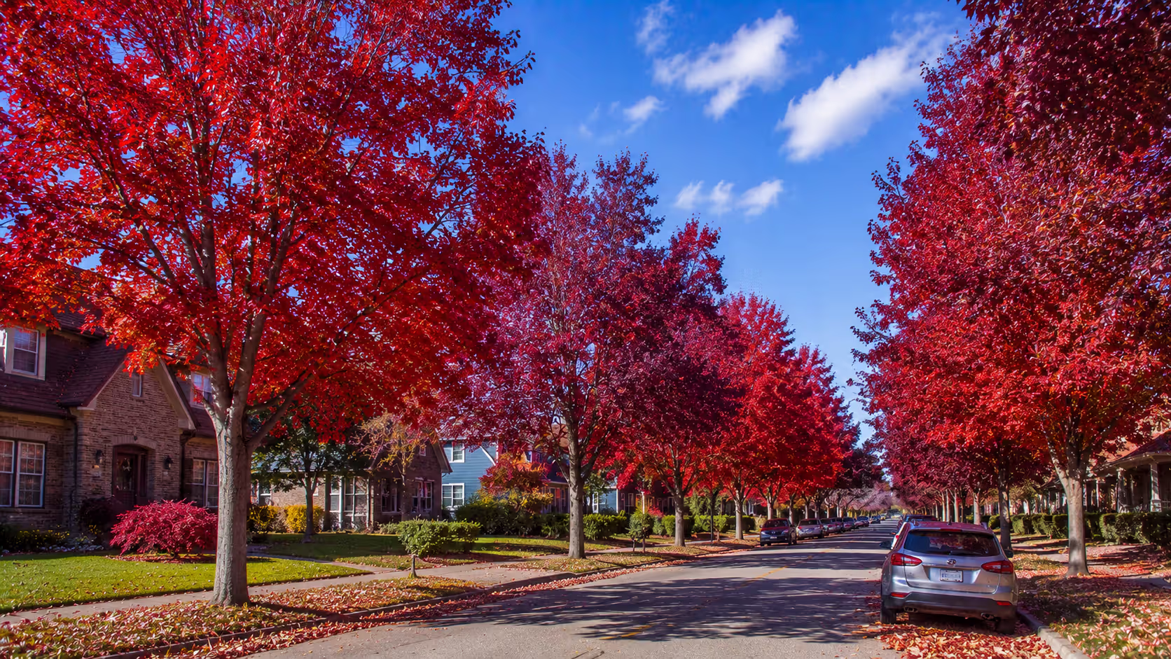 Autumn Showstopper