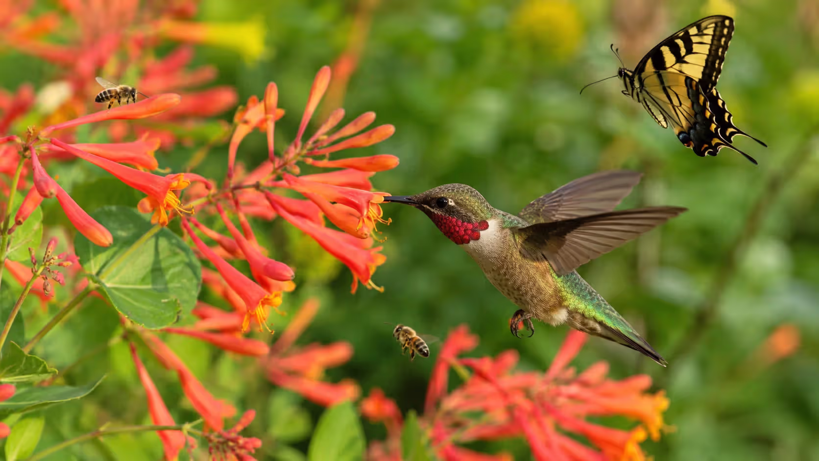 A Pollinator Magnet
