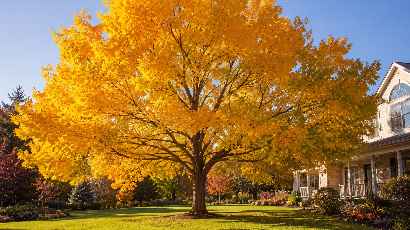 Maple in Yellow Light