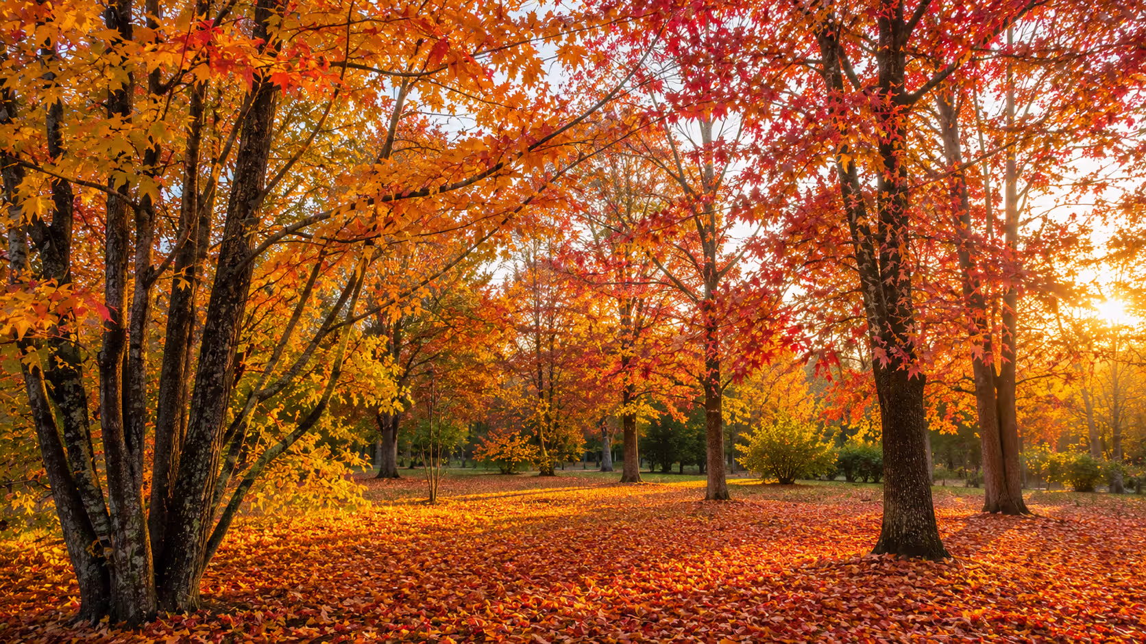 Autumn Color Blend
